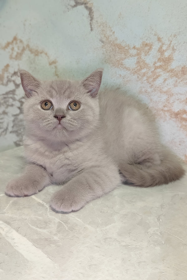 Bella scottish straight kitten with soft blue coat fluffy gray fur and striking golden eyes purebred kitties charm