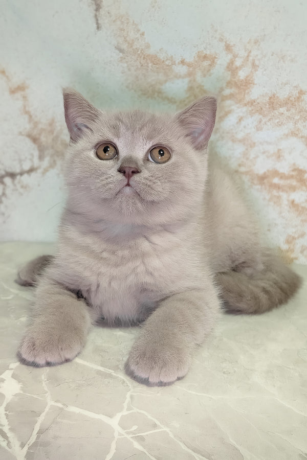 Bella scottish straight kitten with fluffy soft blue coat and golden eyes from purebred kitties collection