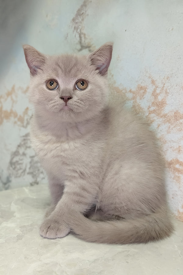 Bella scottish straight kitten with a soft blue coat and golden eyes sitting attentively purebred kitties
