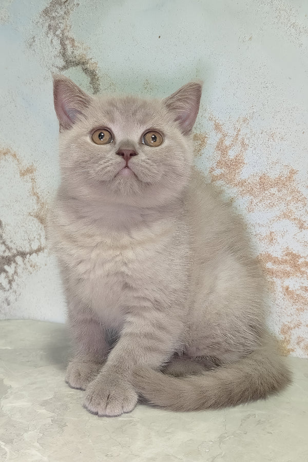 A fluffy silver scottish straight kitten with golden eyes sits against a light wall showcasing purebred kitties and soft blue coat