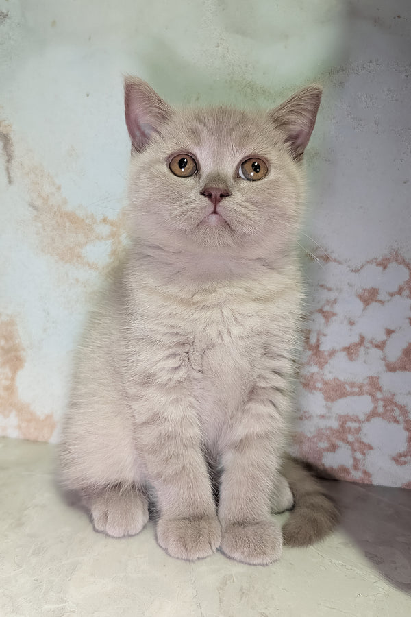 Bella the scottish straight kitten with soft light gray fur and round brown eyes is a perfect purebred kitty