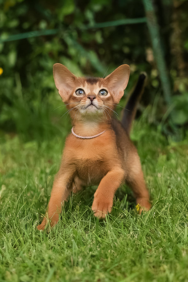 Bella | Abyssinian Kitten