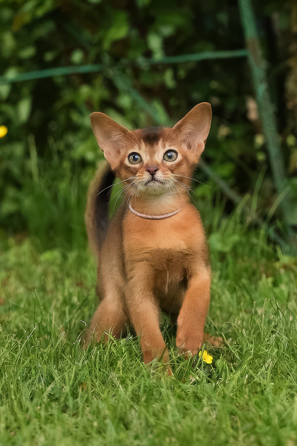 Bella | Abyssinian Kitten