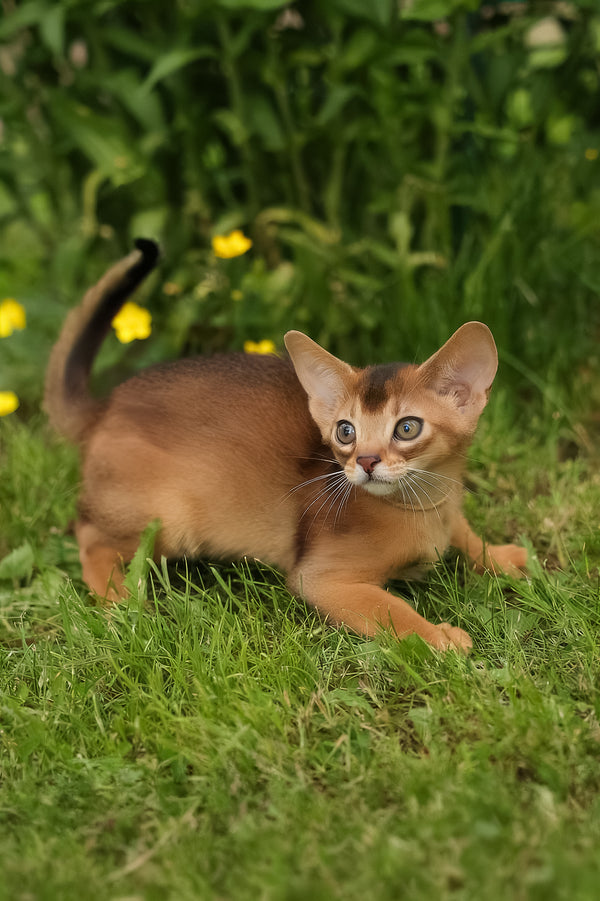Bella | Abyssinian Kitten