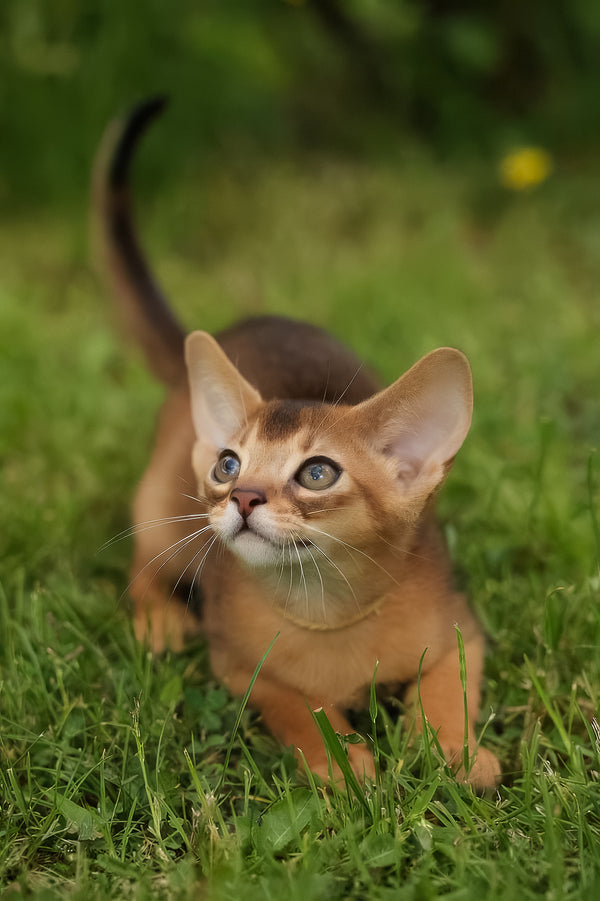 Bella | Abyssinian Kitten