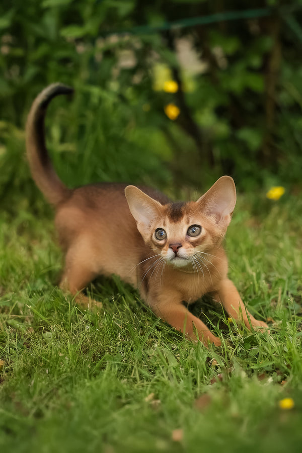 Bella | Abyssinian Kitten