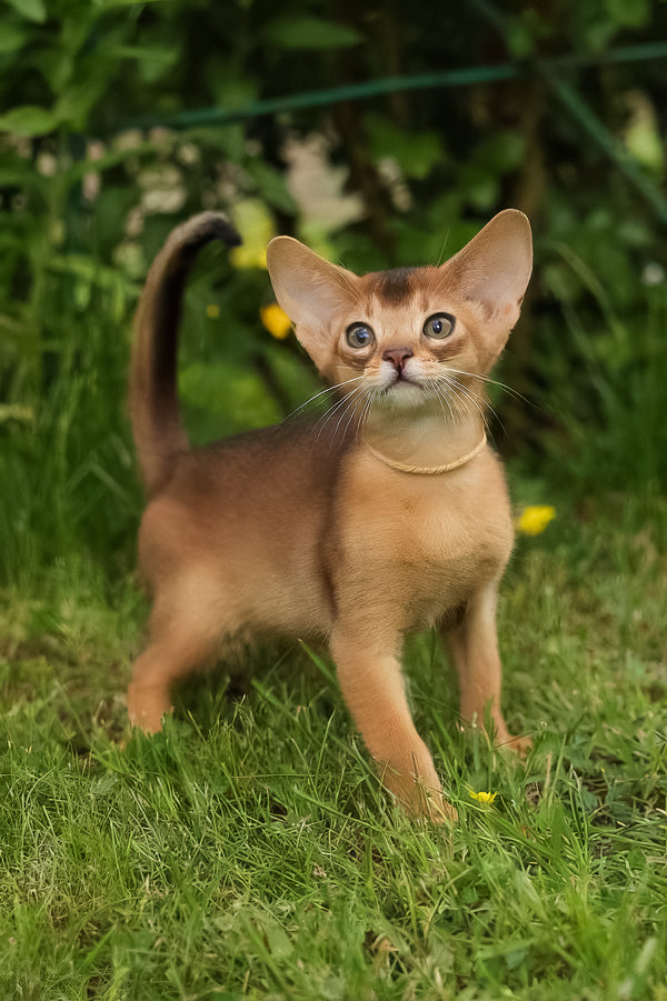 Bella | Abyssinian Kitten