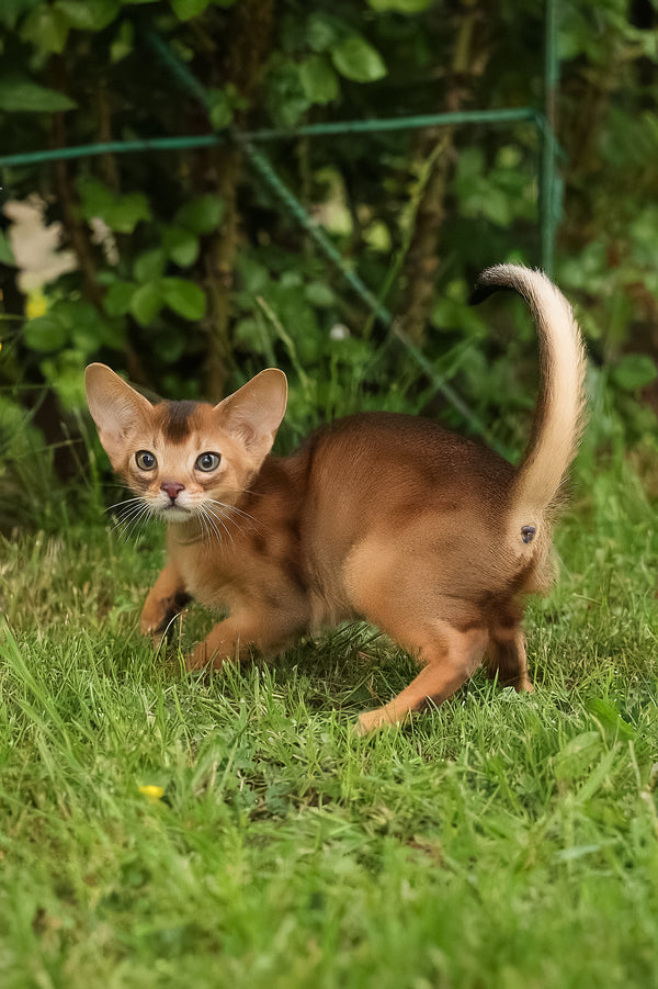 Bella | Abyssinian Kitten