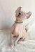Benefis | Elf Sphynx Kitten
