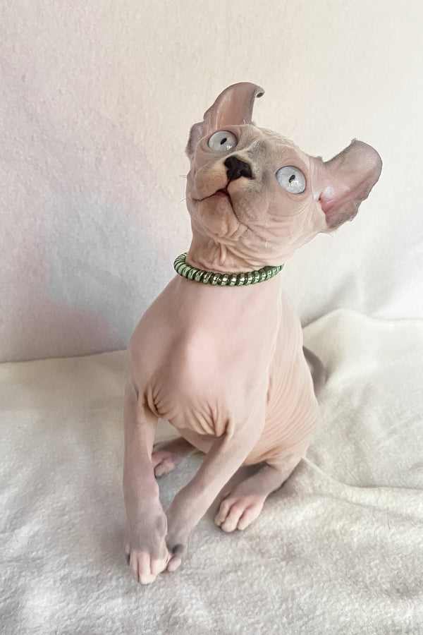 Benefis | Elf Sphynx Kitten