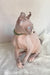 Benefis | Elf Sphynx Kitten