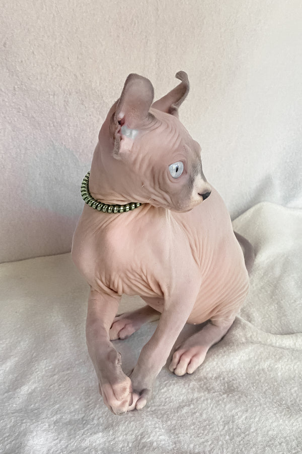 Benefis | Elf Sphynx Kitten