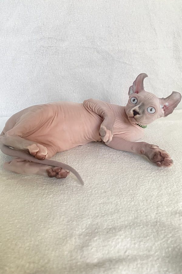 Benefis | Elf Sphynx Kitten