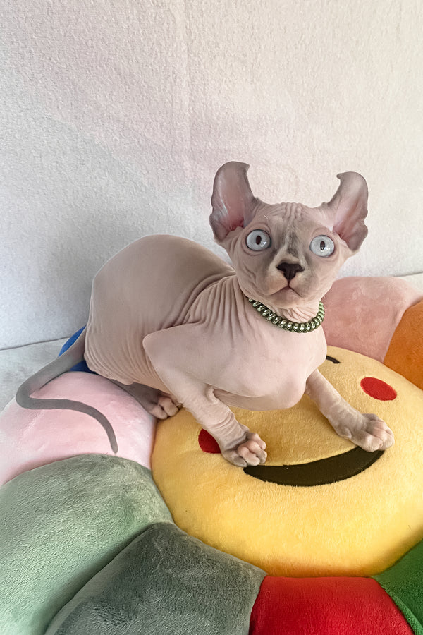 Benefis | Elf Sphynx Kitten