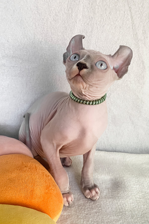 Benefis | Elf Sphynx Kitten