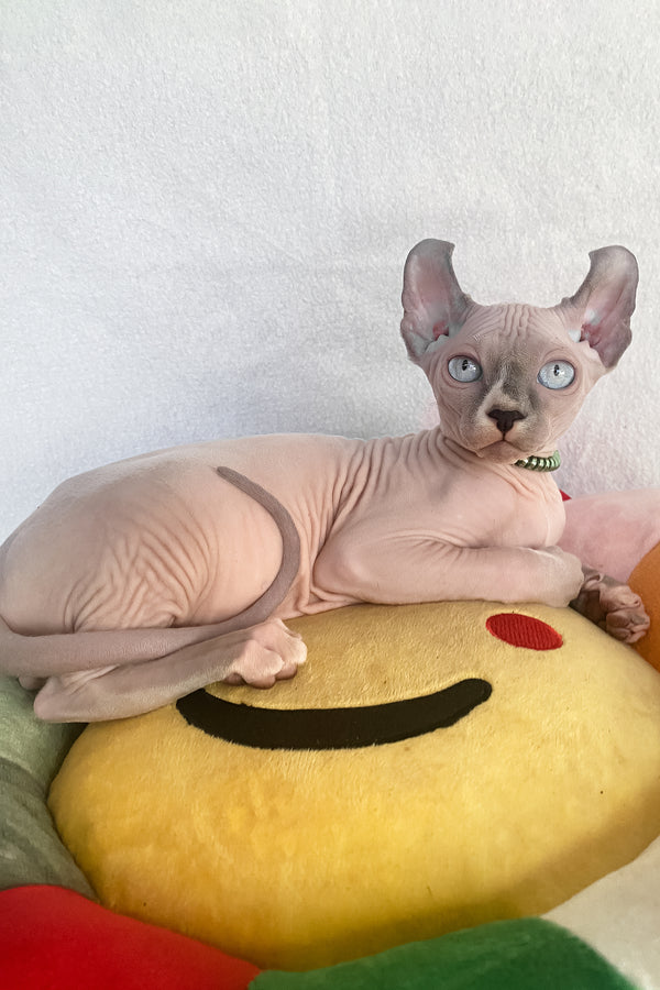 Benefis | Elf Sphynx Kitten