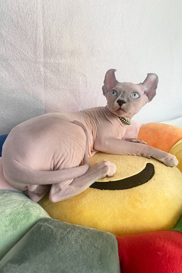 Benefis | Elf Sphynx Kitten