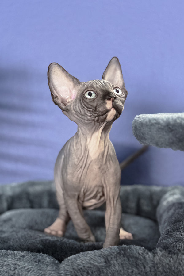 Benito | Canadian Sphynx Kitten
