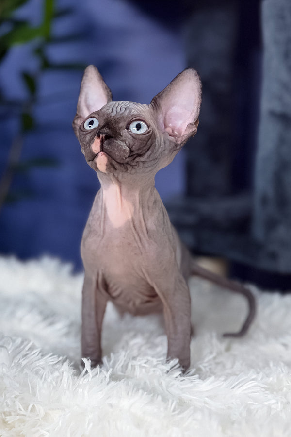 Benito | Canadian Sphynx Kitten