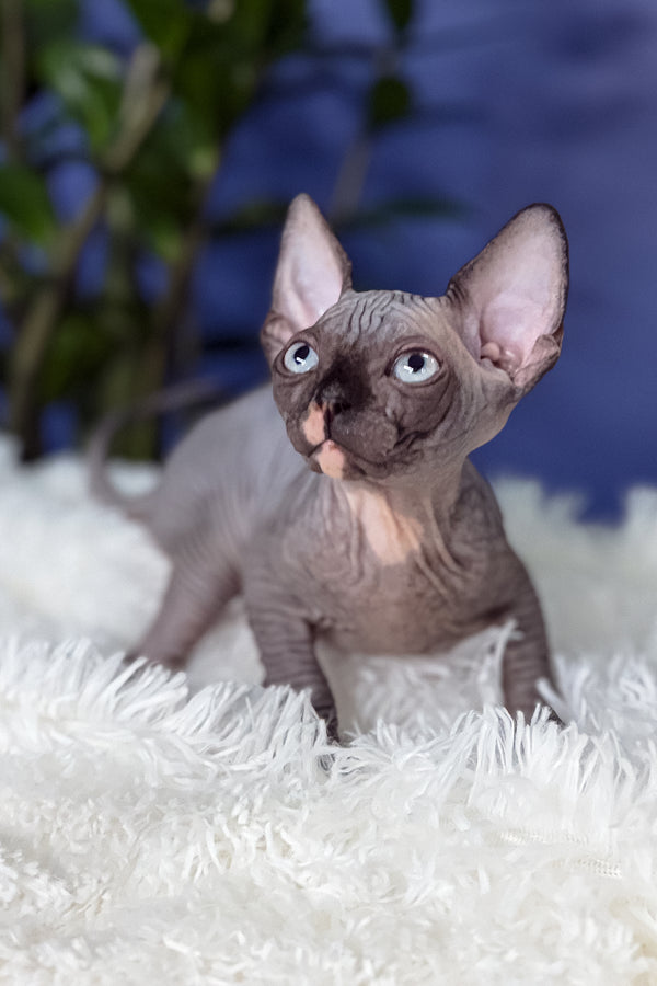 Benito | Canadian Sphynx Kitten