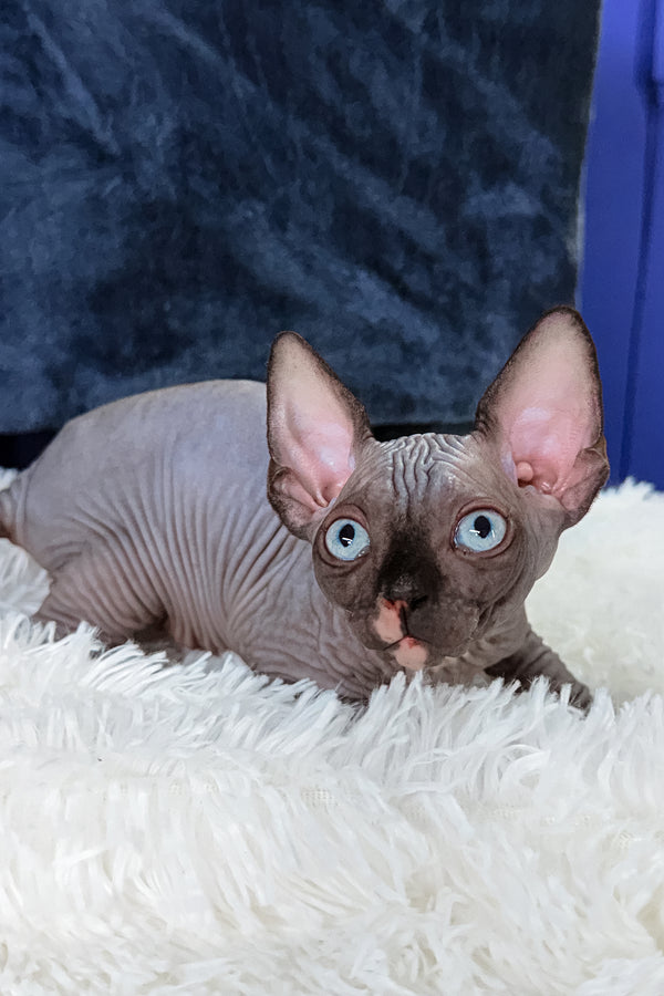 Benito | Canadian Sphynx Kitten
