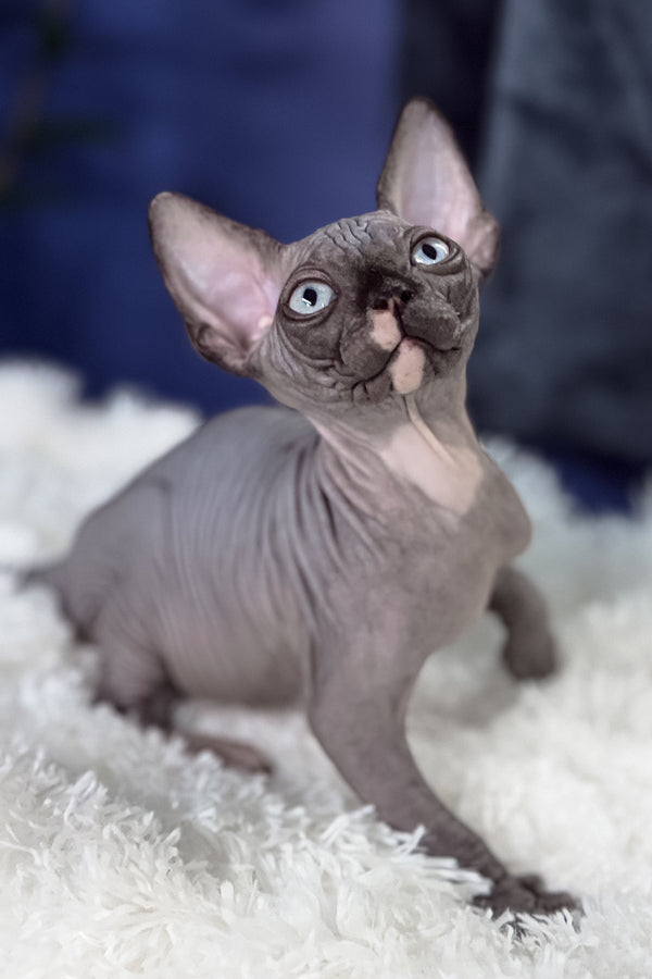 Benito | Canadian Sphynx Kitten