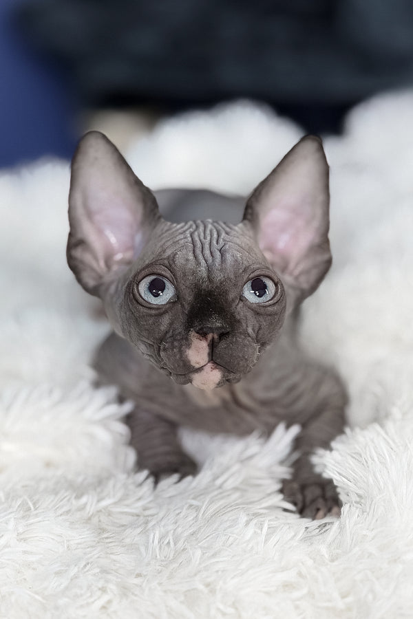 Benito | Canadian Sphynx Kitten