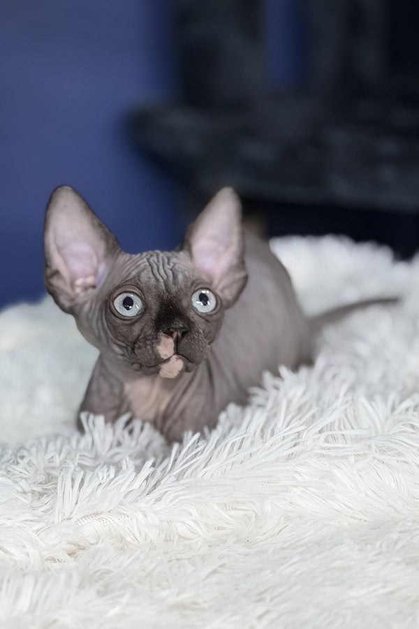 Benito | Canadian Sphynx Kitten