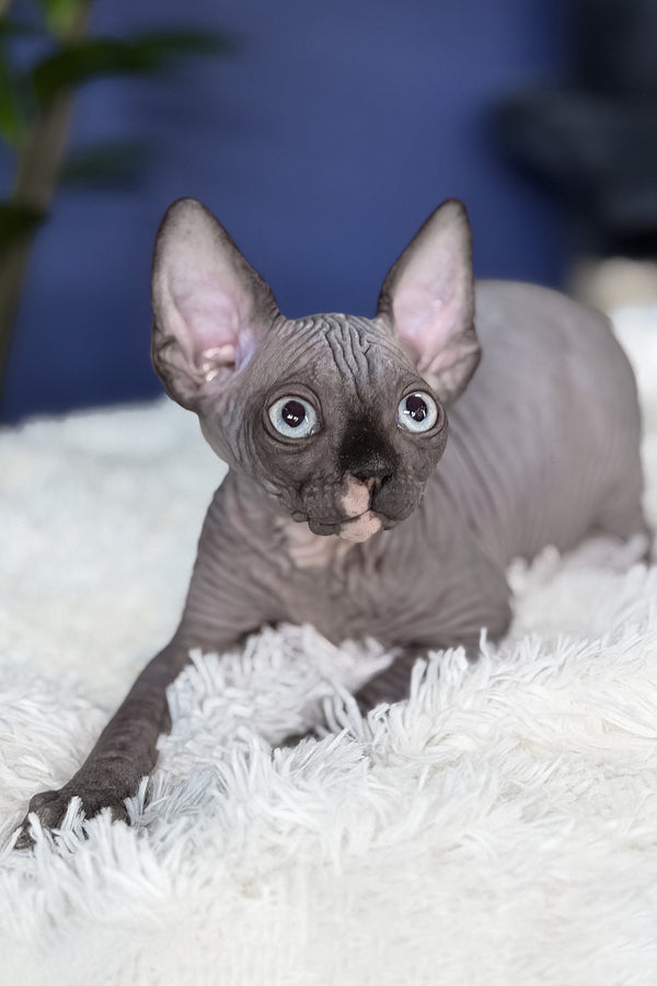 Benito | Canadian Sphynx Kitten