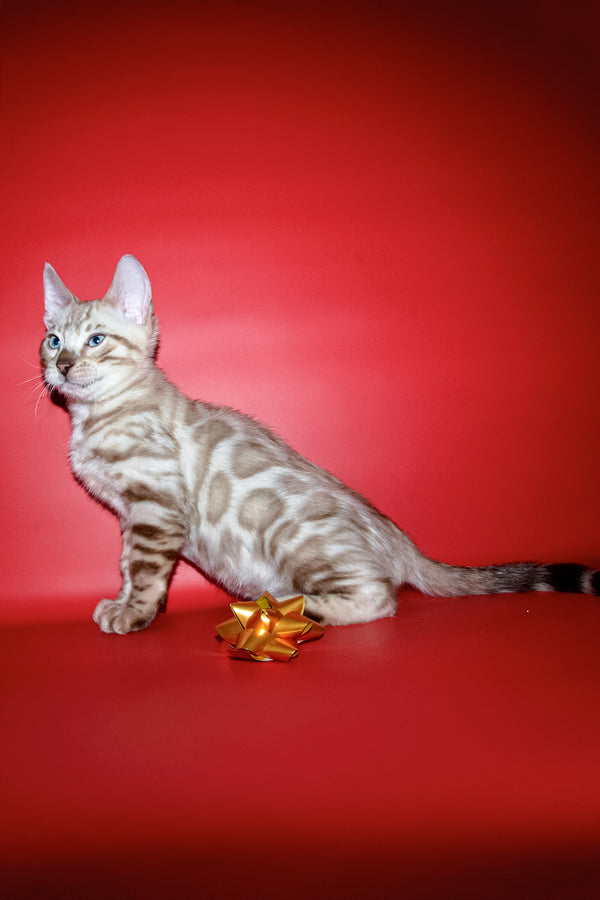 Benjamin | Bengal Kitten