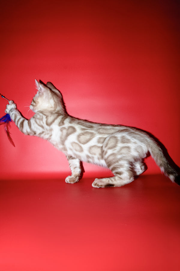 Benjamin | Bengal Kitten