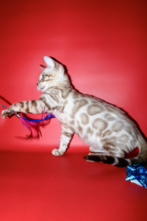 Benjamin | Bengal Kitten