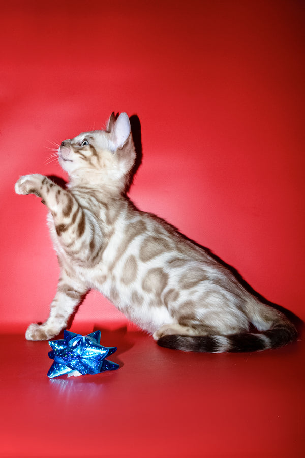 Benjamin | Bengal Kitten