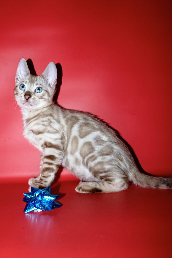 Benjamin | Bengal Kitten