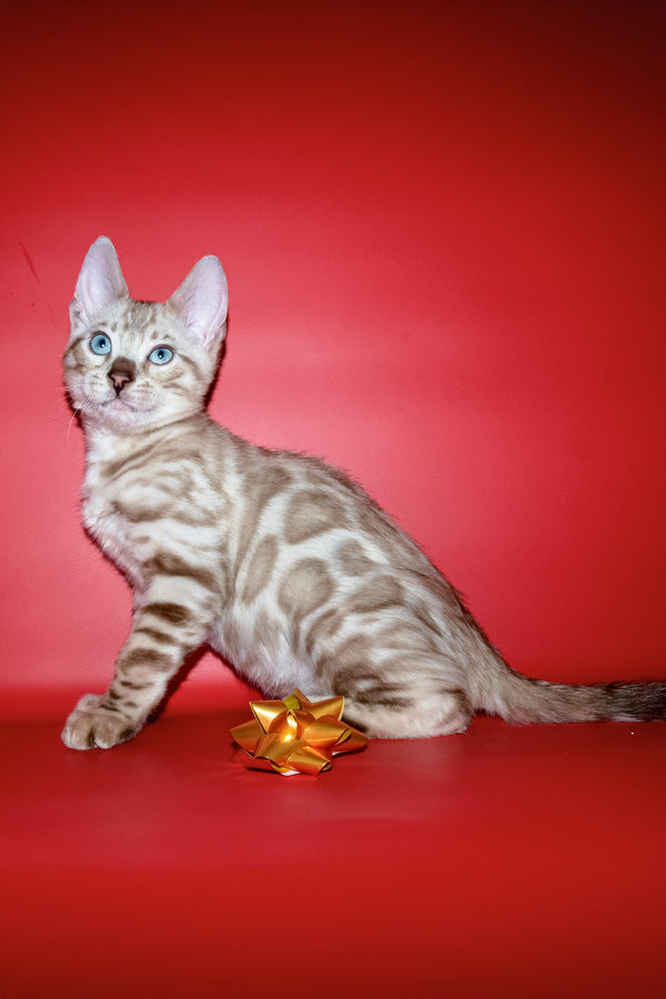 Benjamin | Bengal Kitten