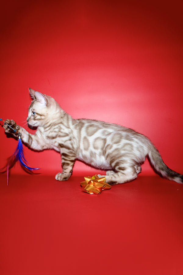 Benjamin | Bengal Kitten