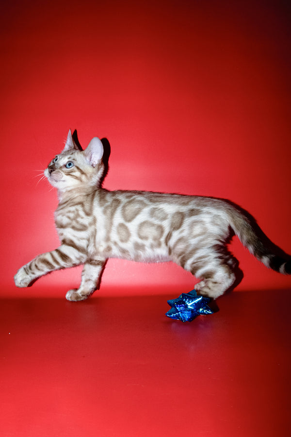 Benjamin | Bengal Kitten
