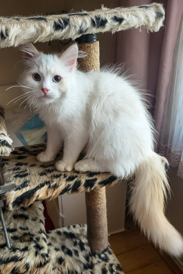 Bentley | Siberian Kitten