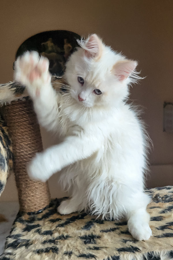 Bentley | Siberian Kitten
