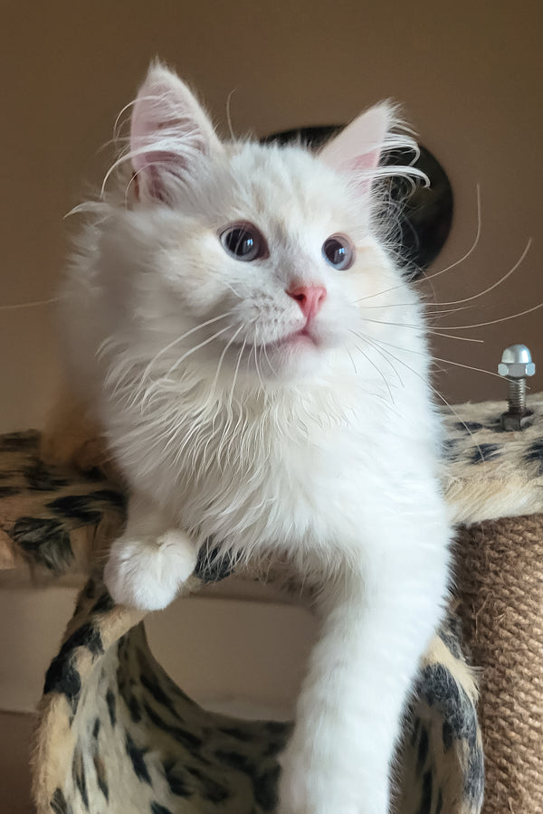 Bentley | Siberian Kitten