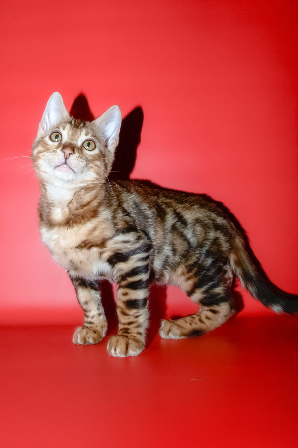 Best | Bengal Kitten