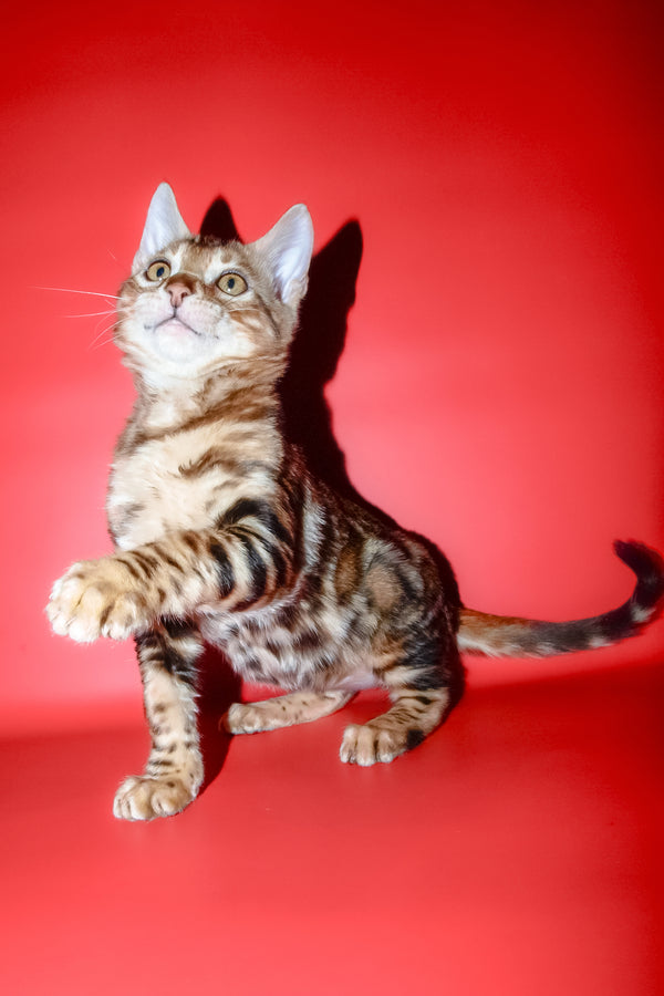 Best | Bengal Kitten