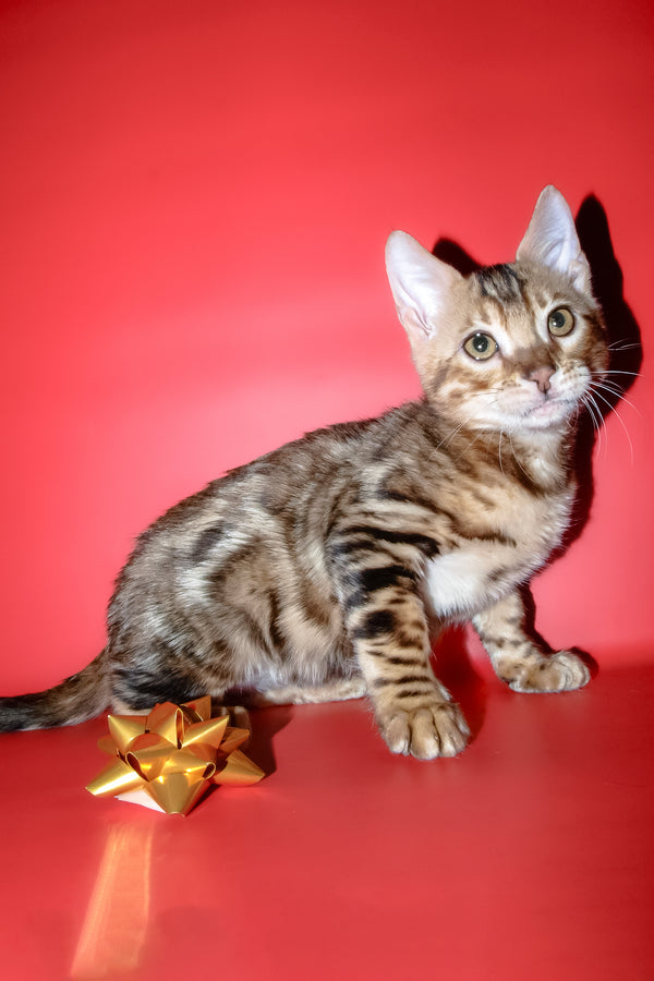 Best | Bengal Kitten