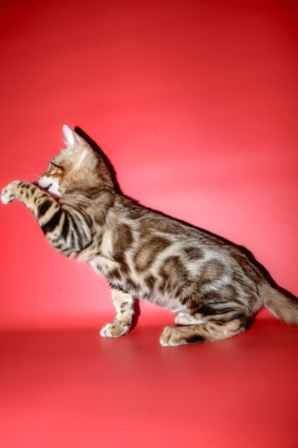 Best | Bengal Kitten