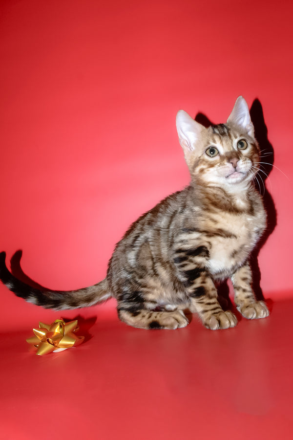 Best | Bengal Kitten