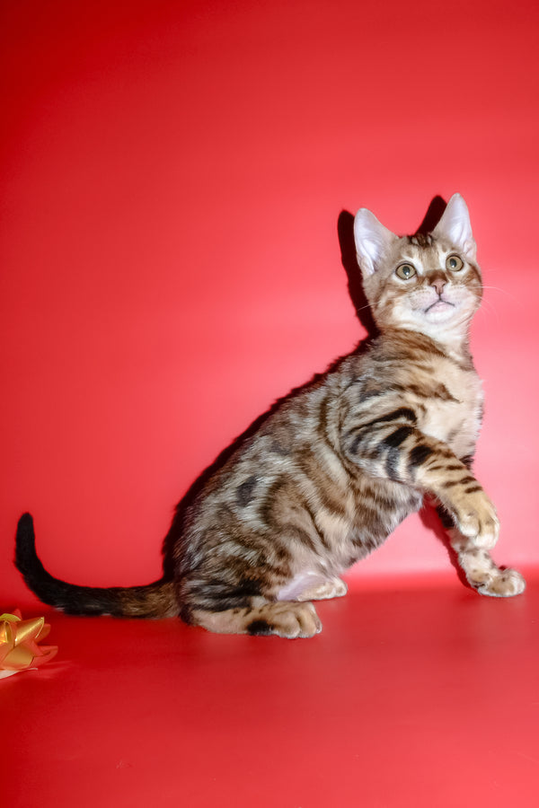Best | Bengal Kitten
