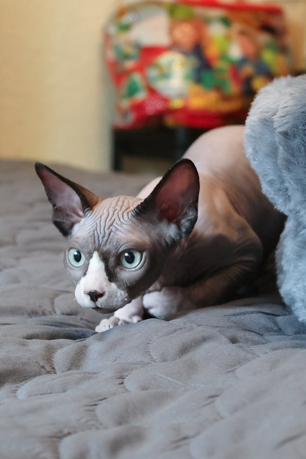 Betty | Elf Straight Sphynx Kitten
