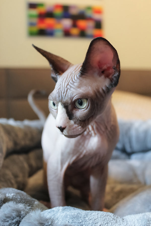 Betty | Elf Straight Sphynx Kitten