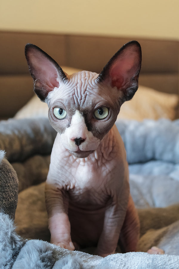 Betty | Elf Straight Sphynx Kitten