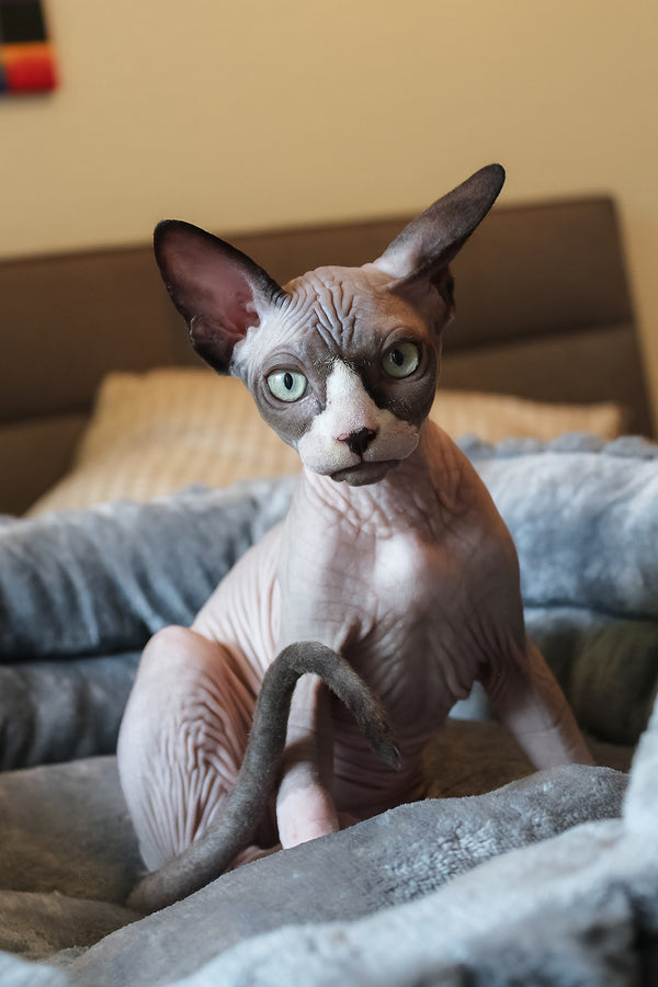 Betty | Elf Straight Sphynx Kitten
